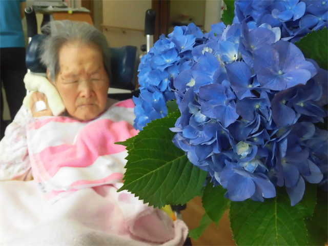紫陽花