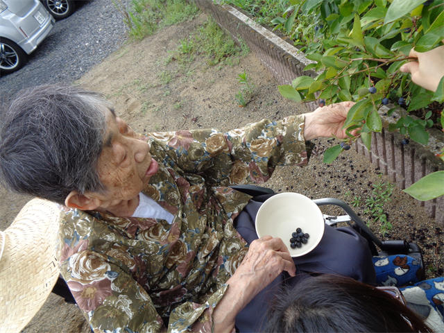 ブルーベリー採取