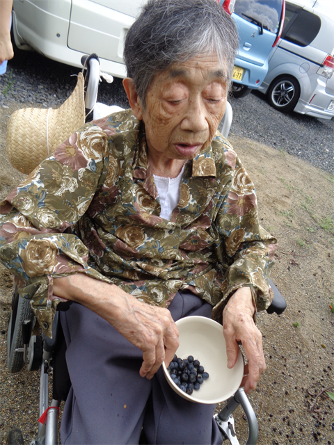 ブルーベリー採取
