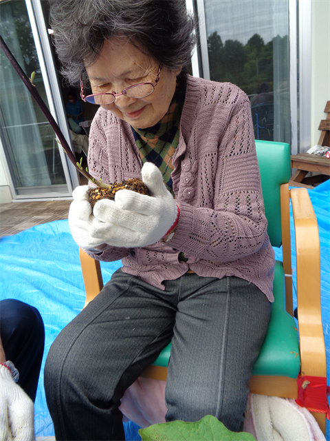 芋ほりと苗植え
