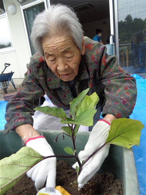 芋ほりと苗植え