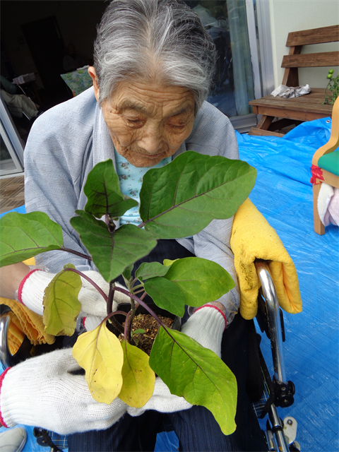 芋ほりと苗植え