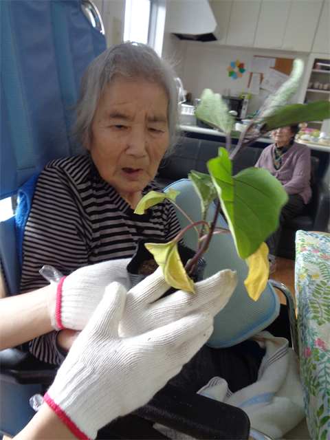 芋ほりと苗植え