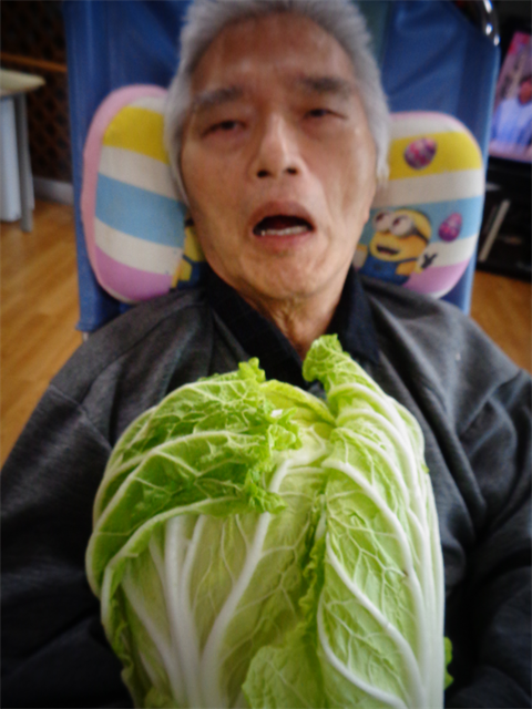 大きな白菜と