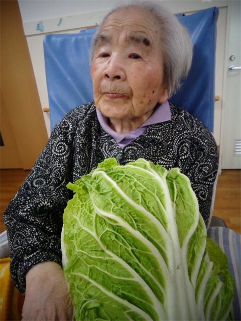大きな白菜と