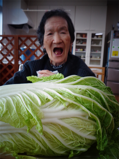 大きな白菜と