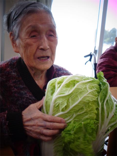 大きな白菜と