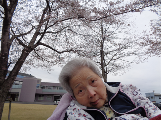 桜を見に行きました