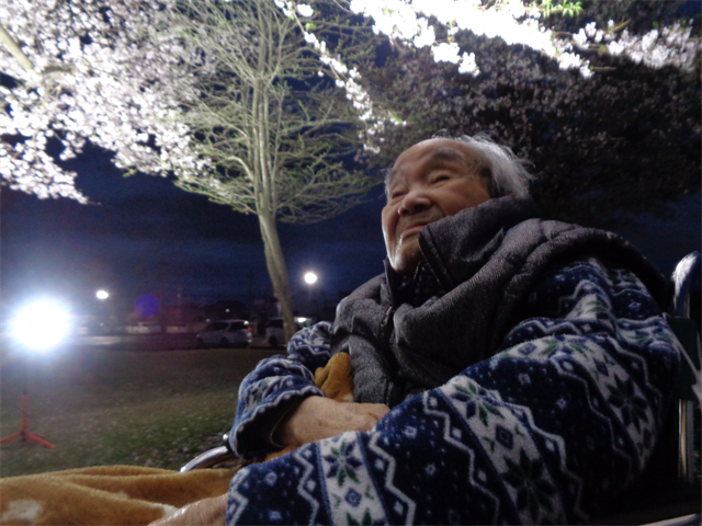 夜桜とってもキレイ
