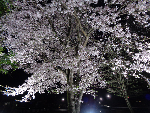 夜桜とってもキレイ