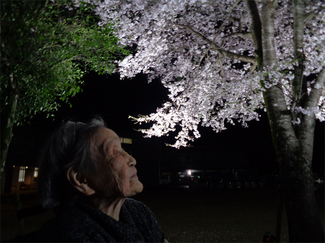 夜桜とってもキレイ