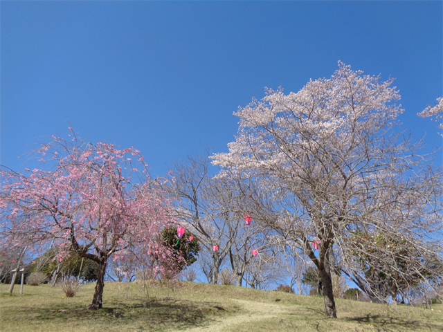 静峰公園へ