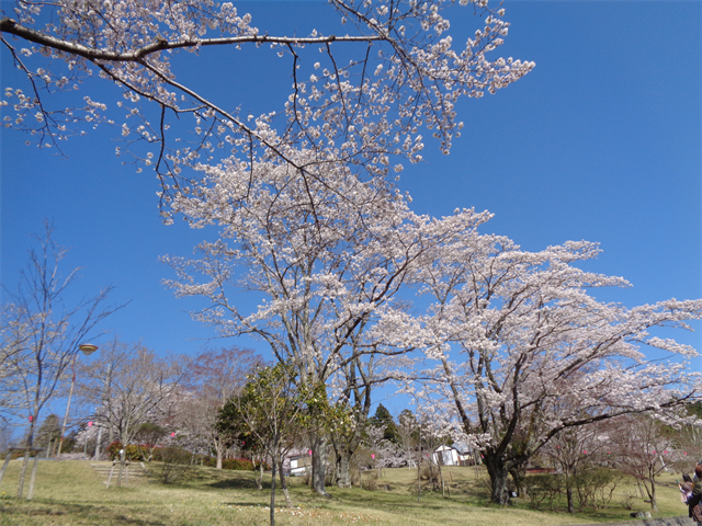 静峰公園へ