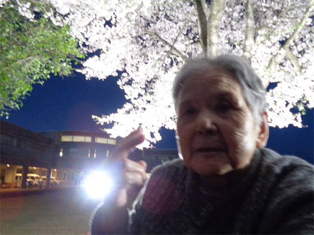 夜桜とってもキレイ