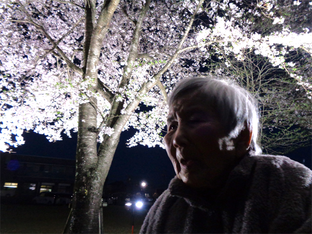 夜桜とってもキレイ