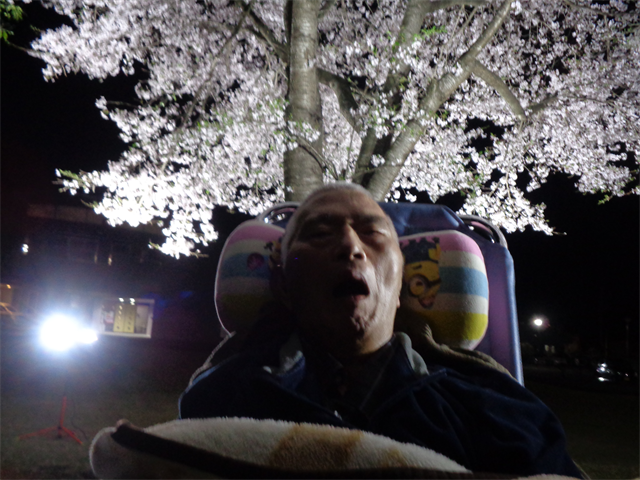 夜桜とってもキレイ