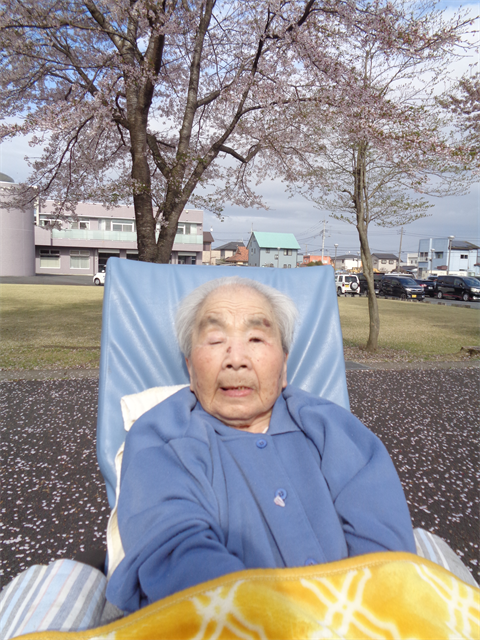 桜お花見