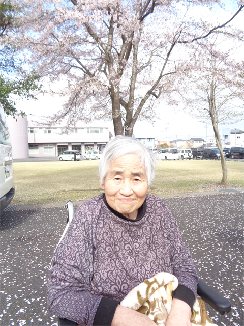 桜お花見