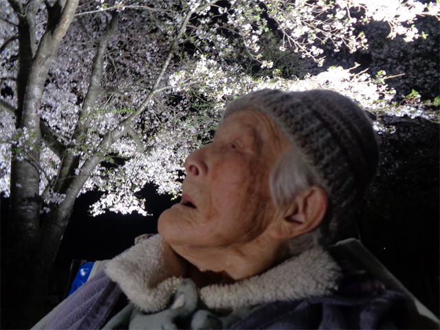 夜桜とってもキレイ