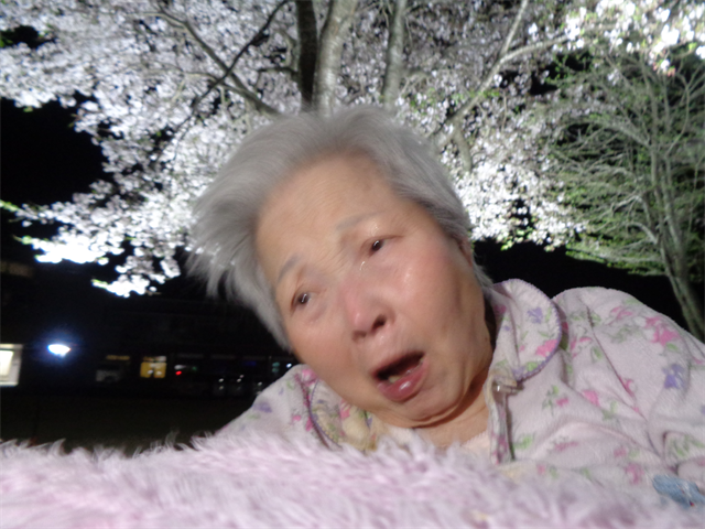 夜桜とってもキレイ