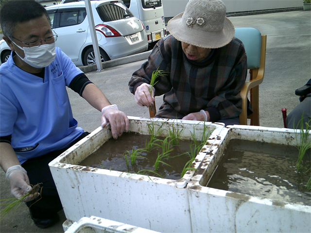 田植えしました