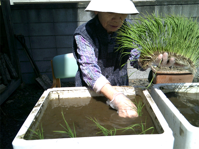 田植えしました