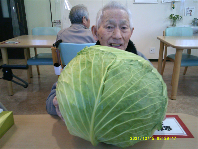 巨大なキャベツとともに