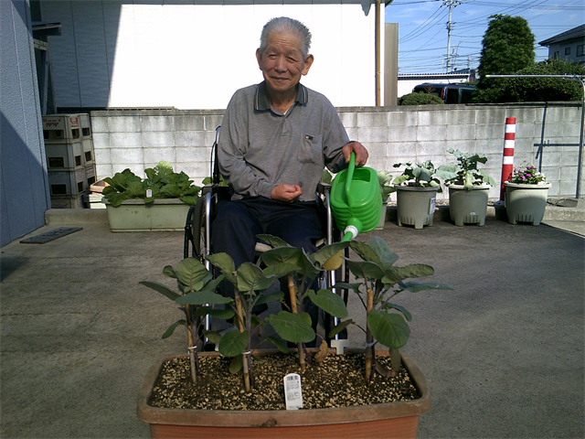 野菜観賞とお茶のみ