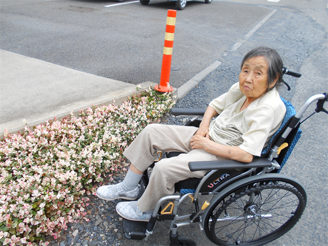 芝桜鑑賞