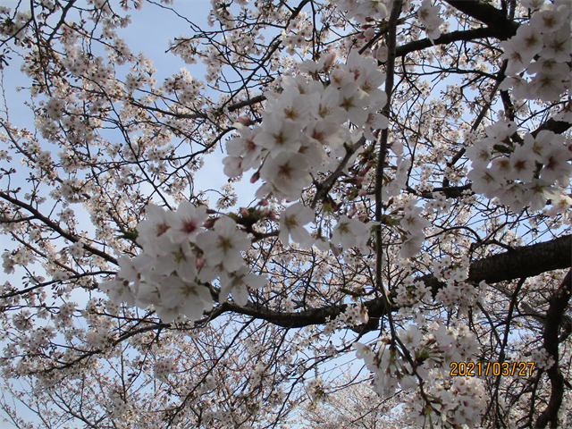 お花見ドライブ