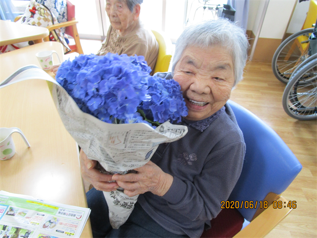 紫陽花