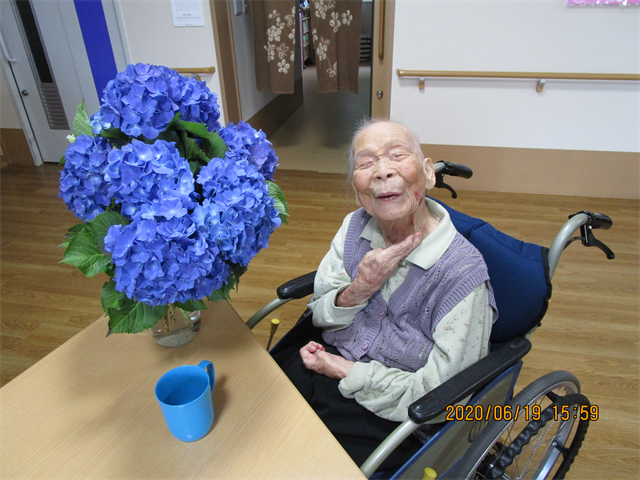 紫陽花