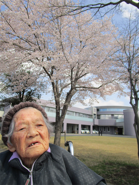 ドルフィンパークでお花見