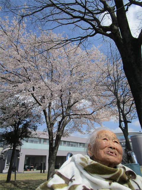 ドルフィンパークでお花見