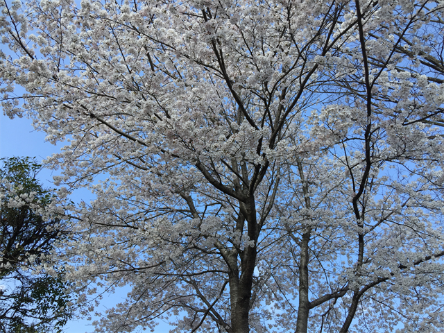 ドルフィンパークでお花見