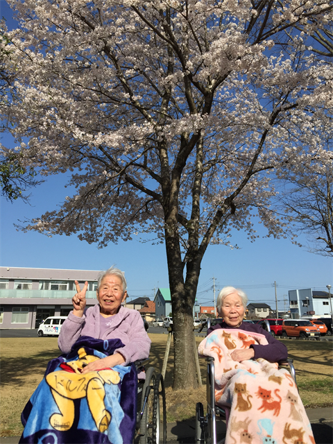 ドルフィンパークでお花見