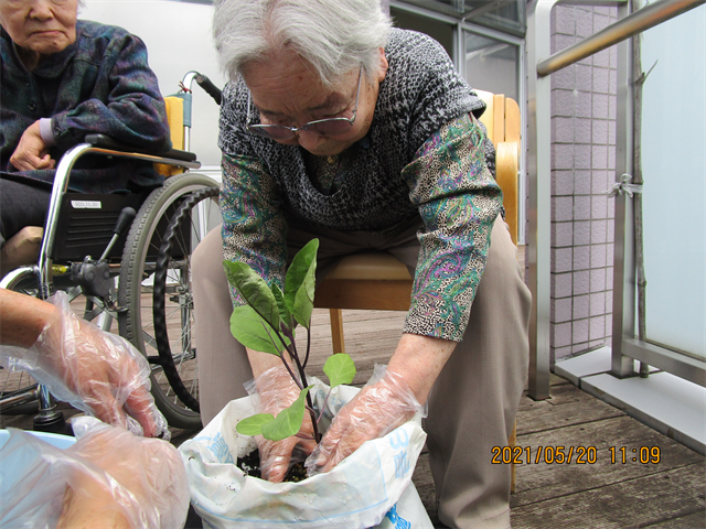 夏野菜上手く実るかな