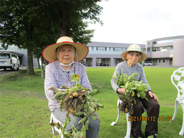 芋ほりと苗植え