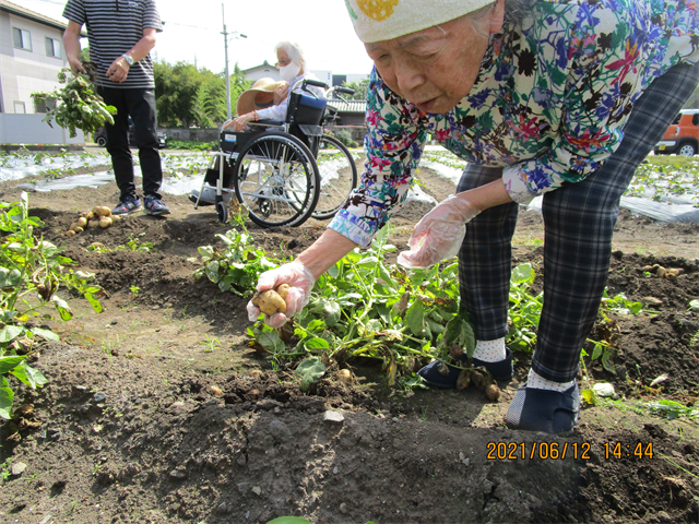 芋ほりと苗植え