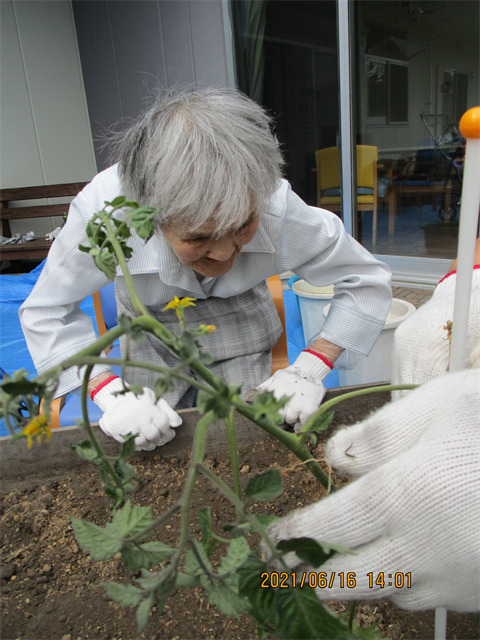 芋ほりと苗植え