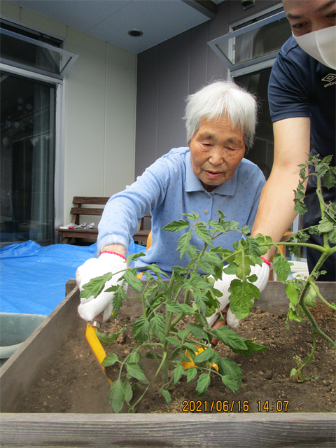 芋ほりと苗植え