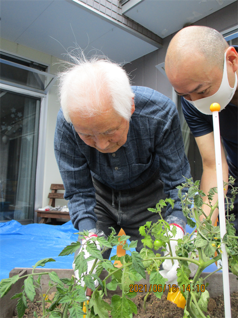 芋ほりと苗植え