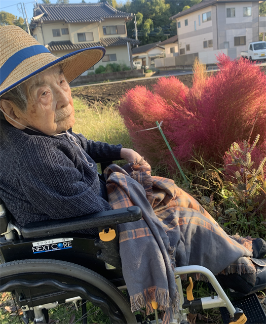 施設のコキアが紅葉