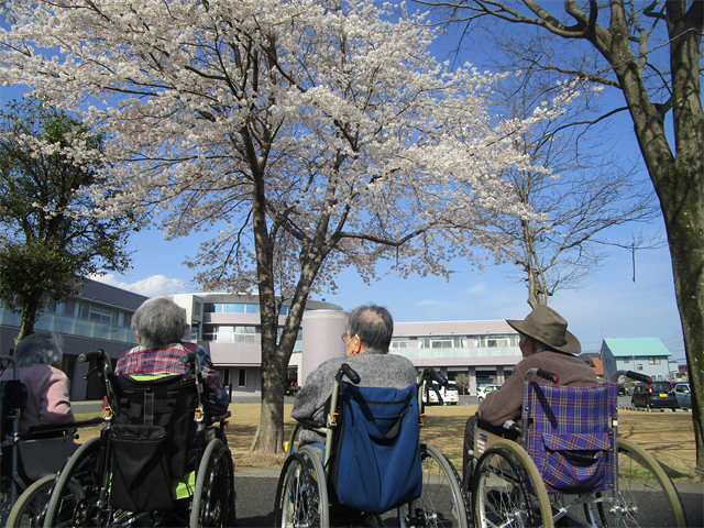 お花見しました