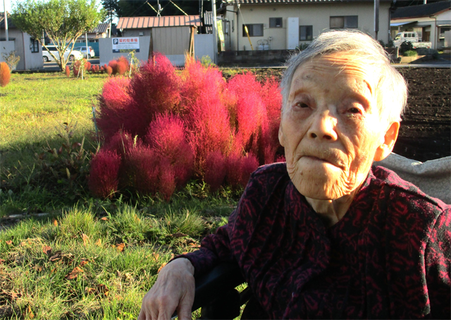 施設のコキアが紅葉