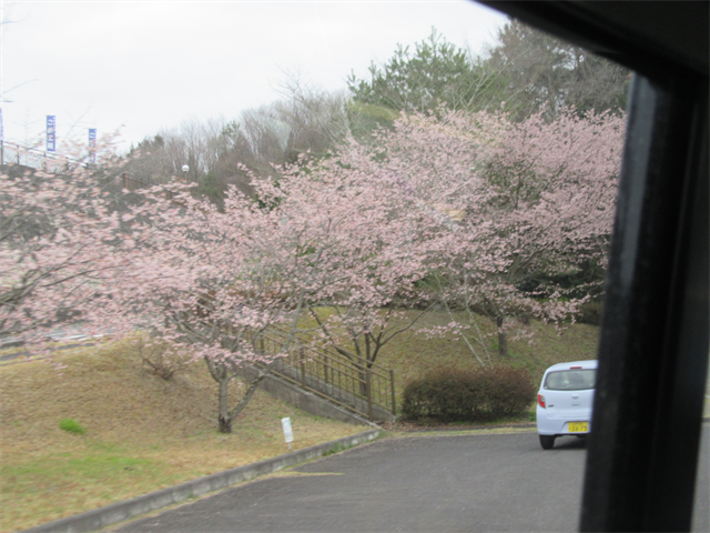 お花見ドライブ