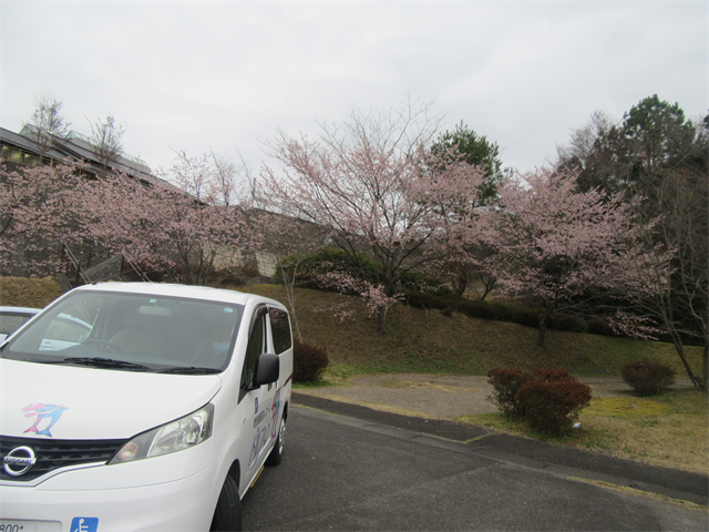 お花見ドライブ