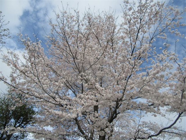 桜の木の下で