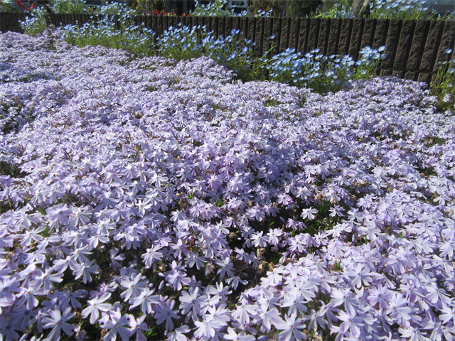 お花見喫茶