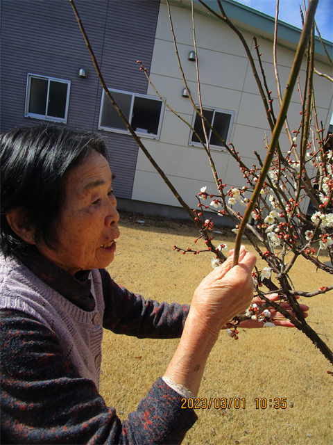 梅の花